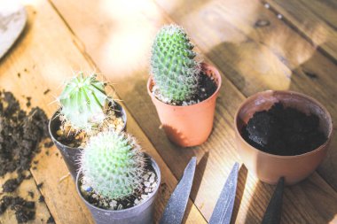 Küçük bir kaktüs, akşam güneşinin Tayland 'da parladığı küçük bir tencereye ekilir..