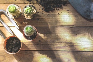 Küçük bir kaktüs, akşam güneşinin Tayland 'da parladığı küçük bir tencereye ekilir..