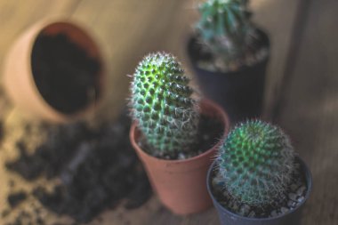 Küçük bir kaktüs, akşam güneşinin Tayland 'da parladığı küçük bir tencereye ekilir..