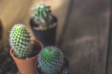 Küçük bir kaktüs, akşam güneşinin Tayland 'da parladığı küçük bir tencereye ekilir..
