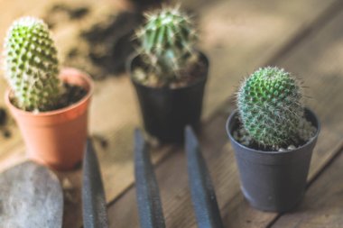 Küçük bir kaktüs, akşam güneşinin Tayland 'da parladığı küçük bir tencereye ekilir..