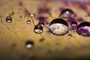 Kuru yaprakların üzerindeki küçük su damlacıkları