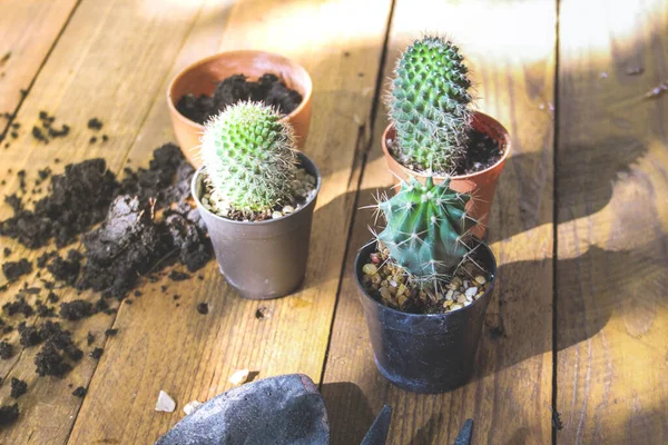 Kis Kaktusz Ültetik Egy Kis Edényben Ahol Esti Nap Ragyog — Stock Fotó