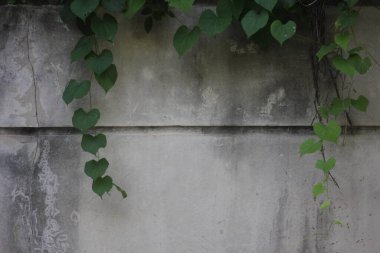 Sıvalı beton duvarların sarmaşıkları ve otları vardır..