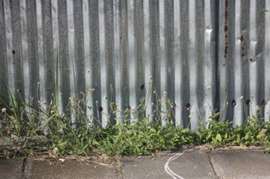 Sarmaşıklı eski galvanizli duvar.