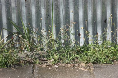 Sarmaşıklı eski galvanizli duvar.