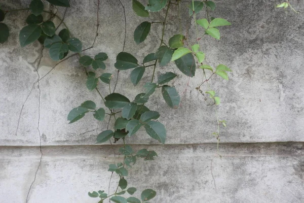 コンクリートの壁には草木や雑草が植えられています — ストック写真