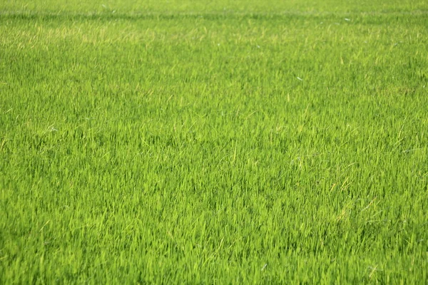 Light Green Rice Fields Asian Countries — Stock Photo, Image