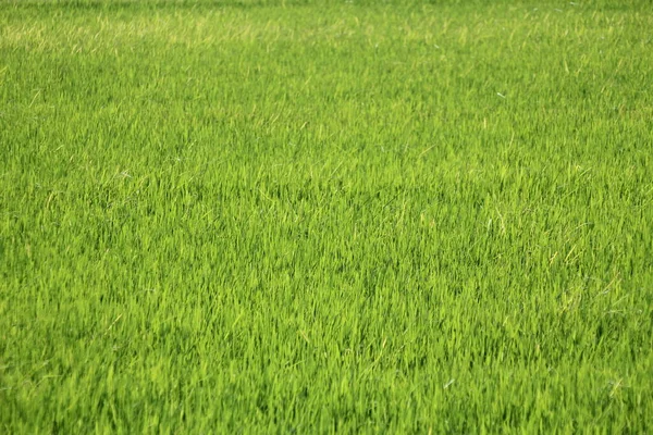 Light Green Rice Fields Asian Countries — Stock Photo, Image