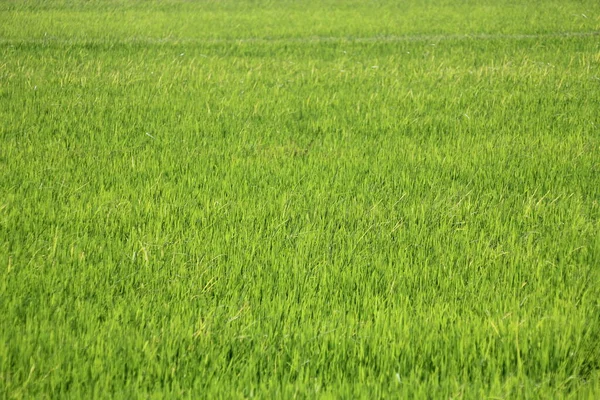 Light Green Rice Fields Asian Countries — Stock Photo, Image