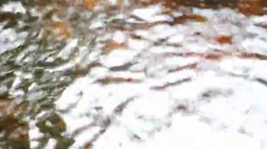 Küçük balıklar bataklıkta yüzer..