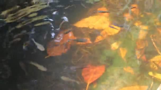 Μικρά Ψάρια Κολυμπούν Στο Βάλτο — Αρχείο Βίντεο