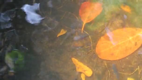 Маленькие Рыбы Плавают Болоте — стоковое видео