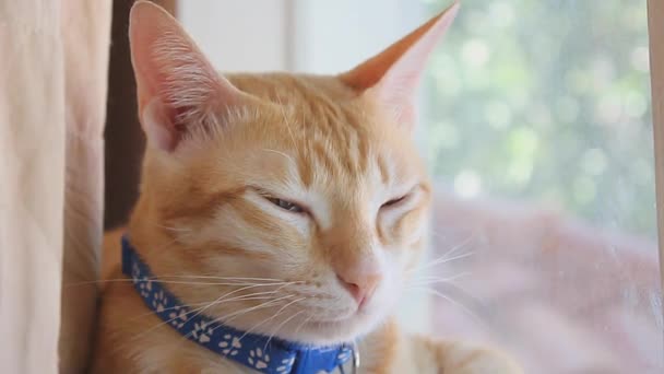 オレンジの猫は窓の外を見てゆっくりと座っていた — ストック動画