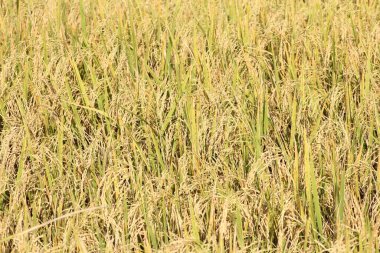 Tayland 'daki altın pirinç tarlaları.