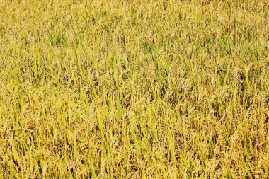 Tayland 'daki altın pirinç tarlaları.