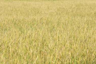 Tayland 'daki altın pirinç tarlaları.
