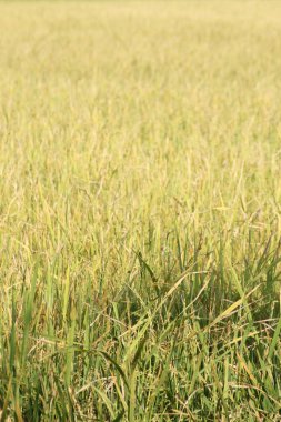 Tayland 'daki altın pirinç tarlaları.