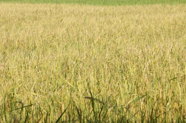 Tayland 'daki altın pirinç tarlaları.