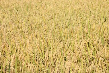 Tayland 'daki altın pirinç tarlaları.