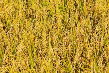 Tayland 'daki altın pirinç tarlaları.