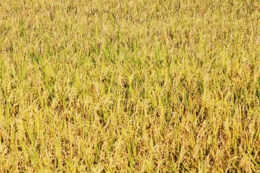 Tayland 'daki altın pirinç tarlaları.