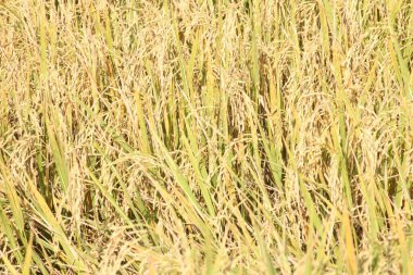 Tayland 'daki altın pirinç tarlaları.