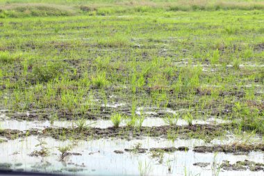 Tarlalarda pirinç tarlaları ve sulak alanlar var..
