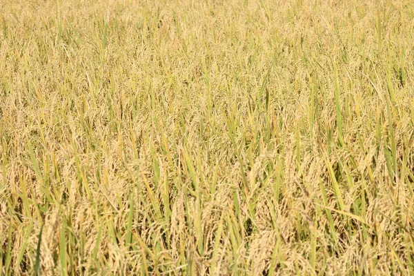 Tayland Daki Altın Pirinç Tarlaları — Stok fotoğraf
