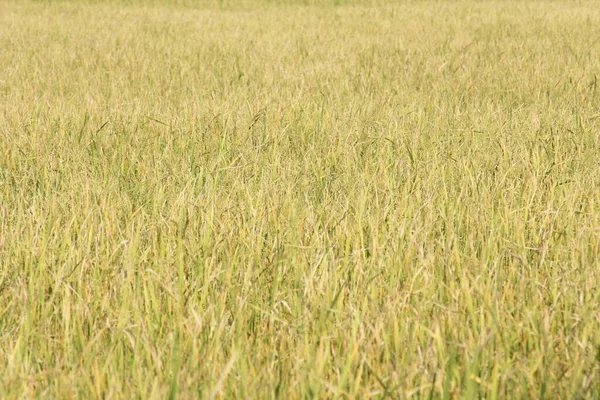 Golden Rice Fields Thailand — Stock Photo, Image