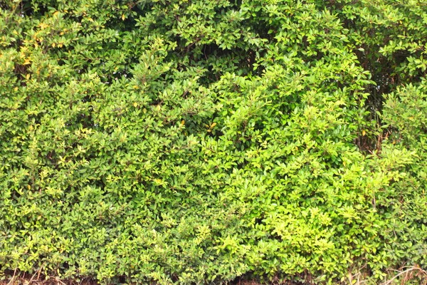 Linea Recinzione Albero Verde Sullo Sfondo — Foto Stock