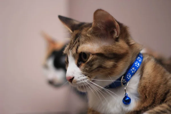 Een Kat Zit Comfortabel Een Casual Dag Tegen Een Lichtbruine — Stockfoto