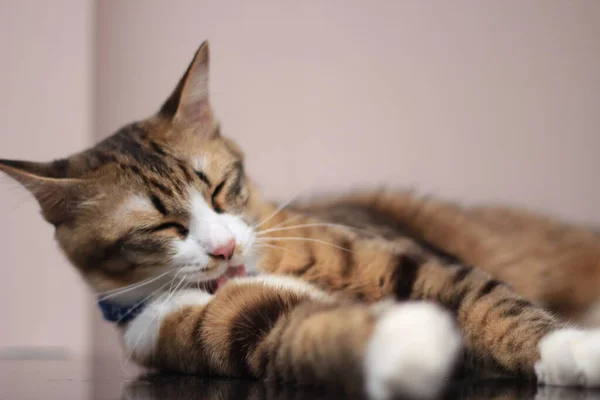 Katt Sitter Bekvämt Ledig Dag Mot Ljusbrun Bakgrund — Stockfoto