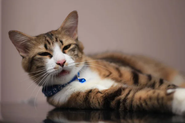 Gato Senta Confortavelmente Dia Casual Contra Fundo Marrom Claro — Fotografia de Stock