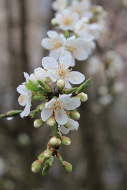 Sabah yağmur damlalarıyla kiraz çiçekleri