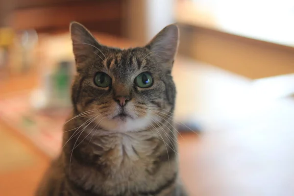 Короткошерстий Кіт Сидить Столі Вдома — стокове фото