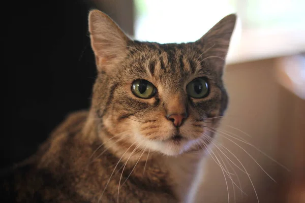 Krátkosrstá Kočka Sedící Doma Stole — Stock fotografie