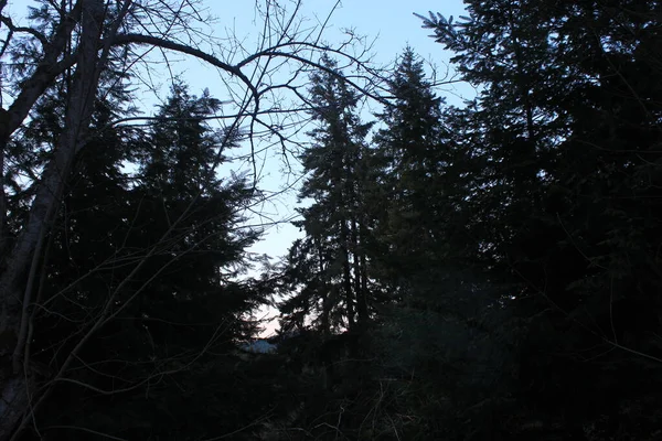 Grube Drzewa Zimnym Lesie Tłem Wieczornego Nieba — Zdjęcie stockowe