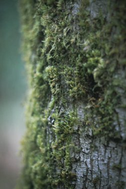 Amerikan kış ormanlarındaki çamlara yapışan yosunlar..
