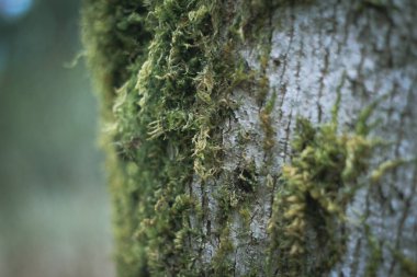 Amerikan kış ormanlarındaki çamlara yapışan yosunlar..