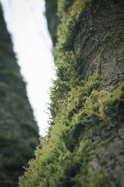 Amerikan kış ormanlarındaki çamlara yapışan yosunlar..