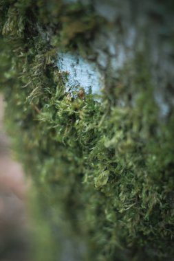Amerikan kış ormanlarındaki çamlara yapışan yosunlar..