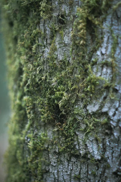 Moss Que Aferra Los Pinos Bosque Invierno — Foto de Stock