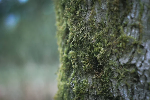 Moss Que Aferra Los Pinos Bosque Invierno — Foto de Stock
