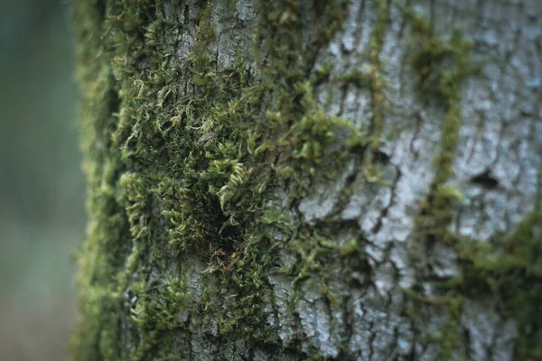 攀附在美国冬季森林松树上的苔藓 — 图库照片