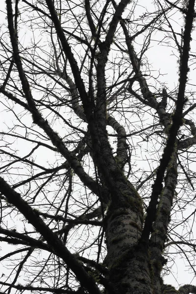 Árvore Seca Sem Folhas Inverno — Fotografia de Stock