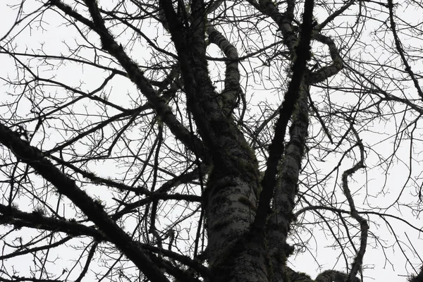 Suche Drzewo Bez Liści Zimie — Zdjęcie stockowe