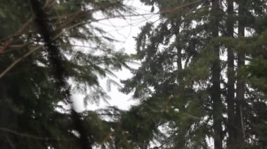 Çam ormanında yağmurlu bir gün