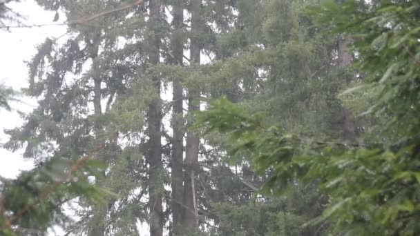 Deszczowy Dzień Sosnowym Lesie — Wideo stockowe