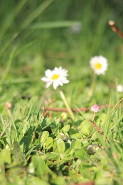 Çimenli bir ormanda küçük papatyalar.